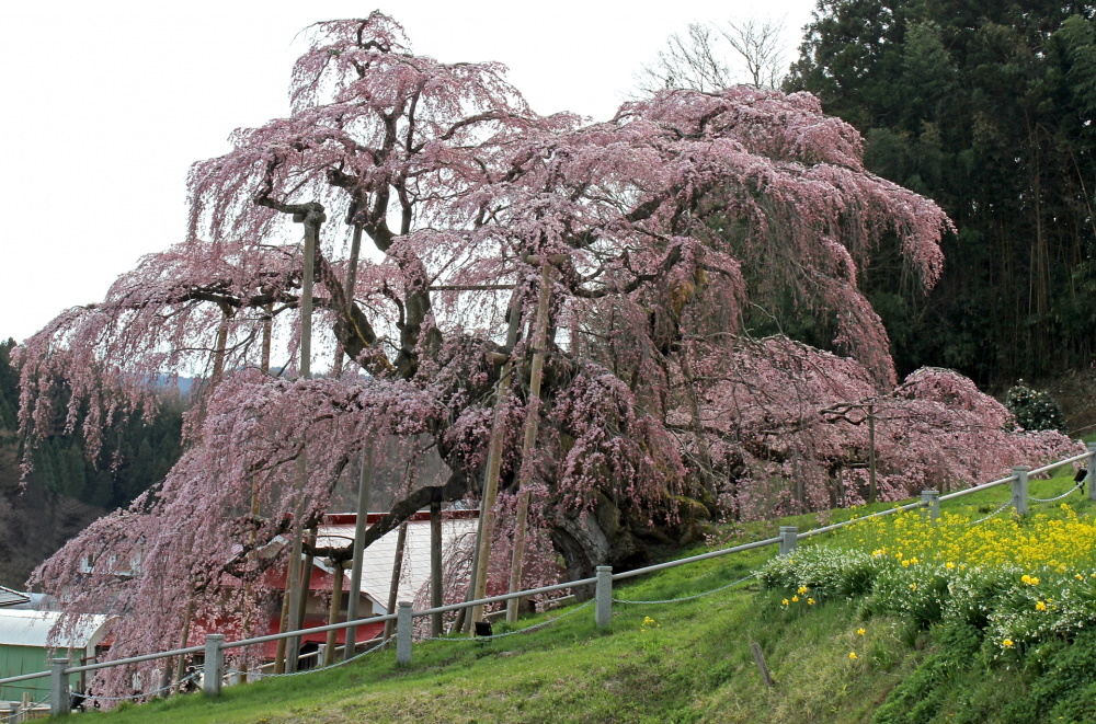 三春滝桜