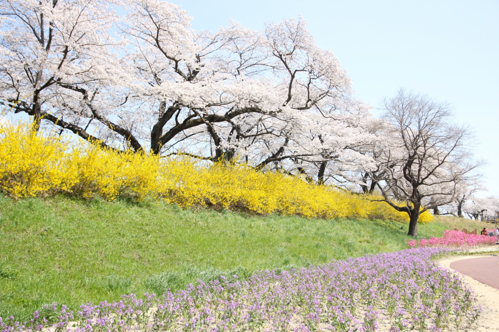 一目千本桜